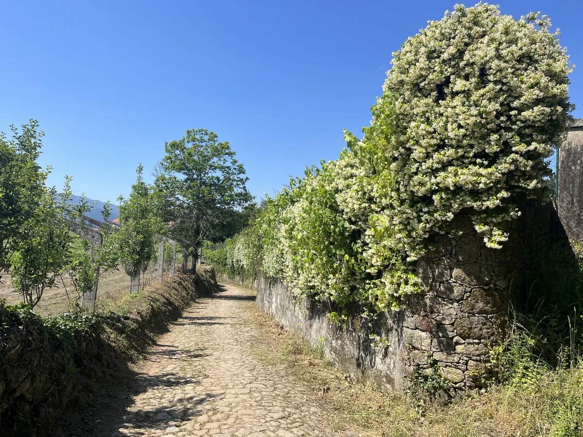 A cobblestone path lined with a flowering stone wall on the Camino Português